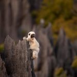 Lemur-madagascar-tour-operator-madagascar