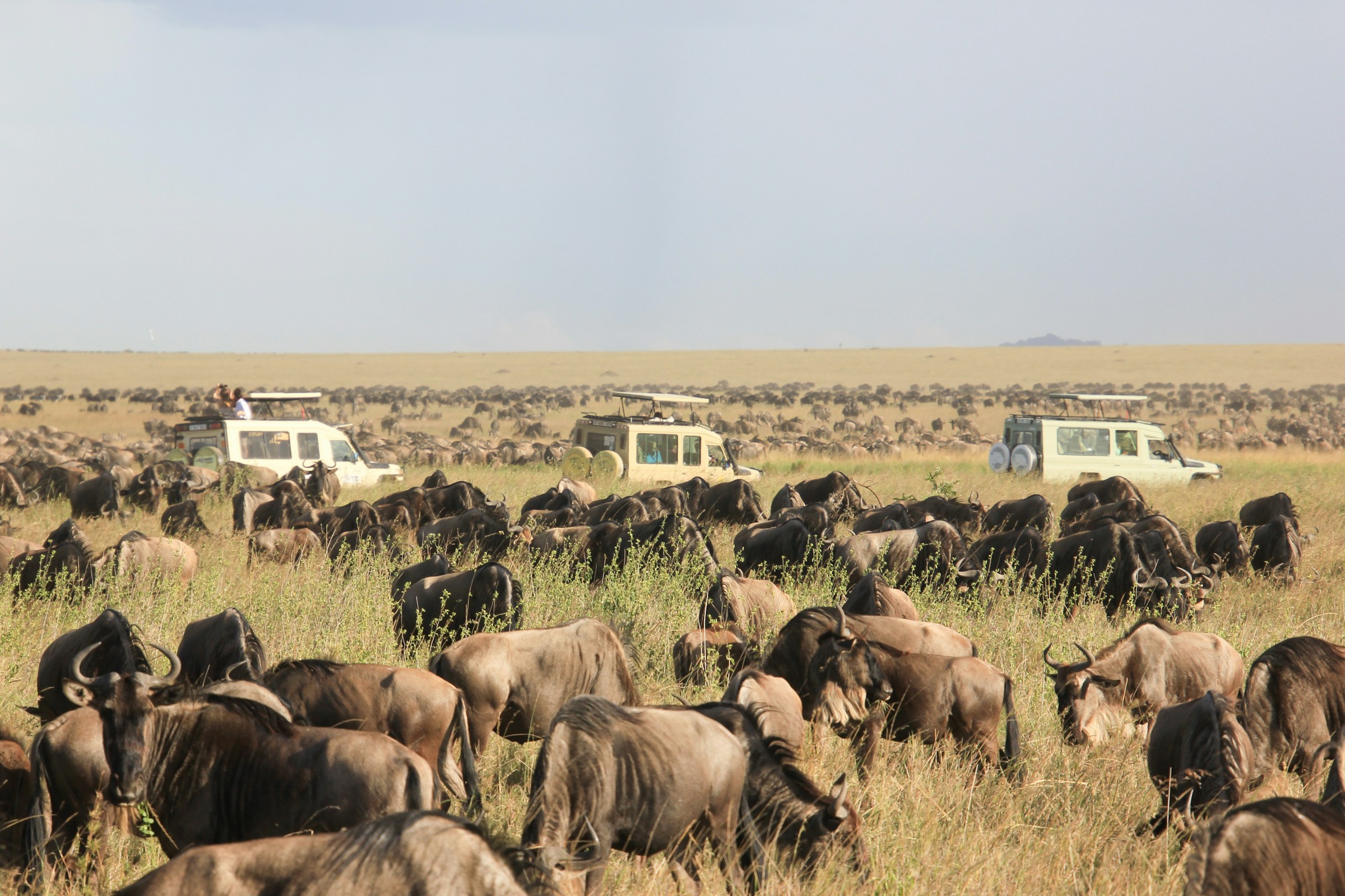 When to visit Tanzania for the best wildlife viewing