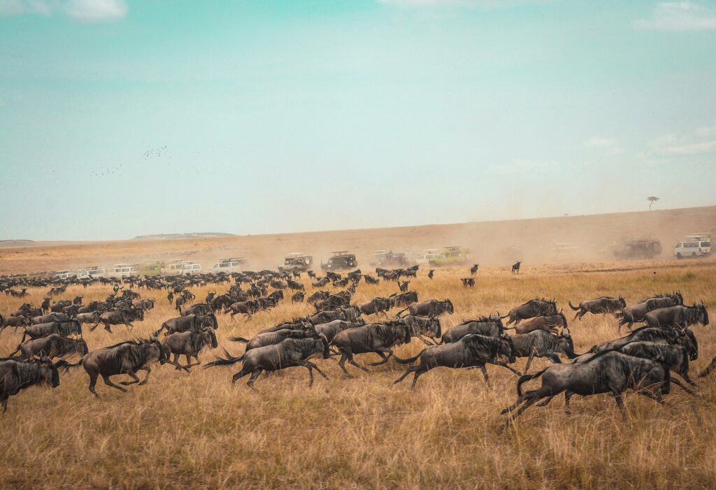 Tanzania Wildlife Safari | HT Agency Tours