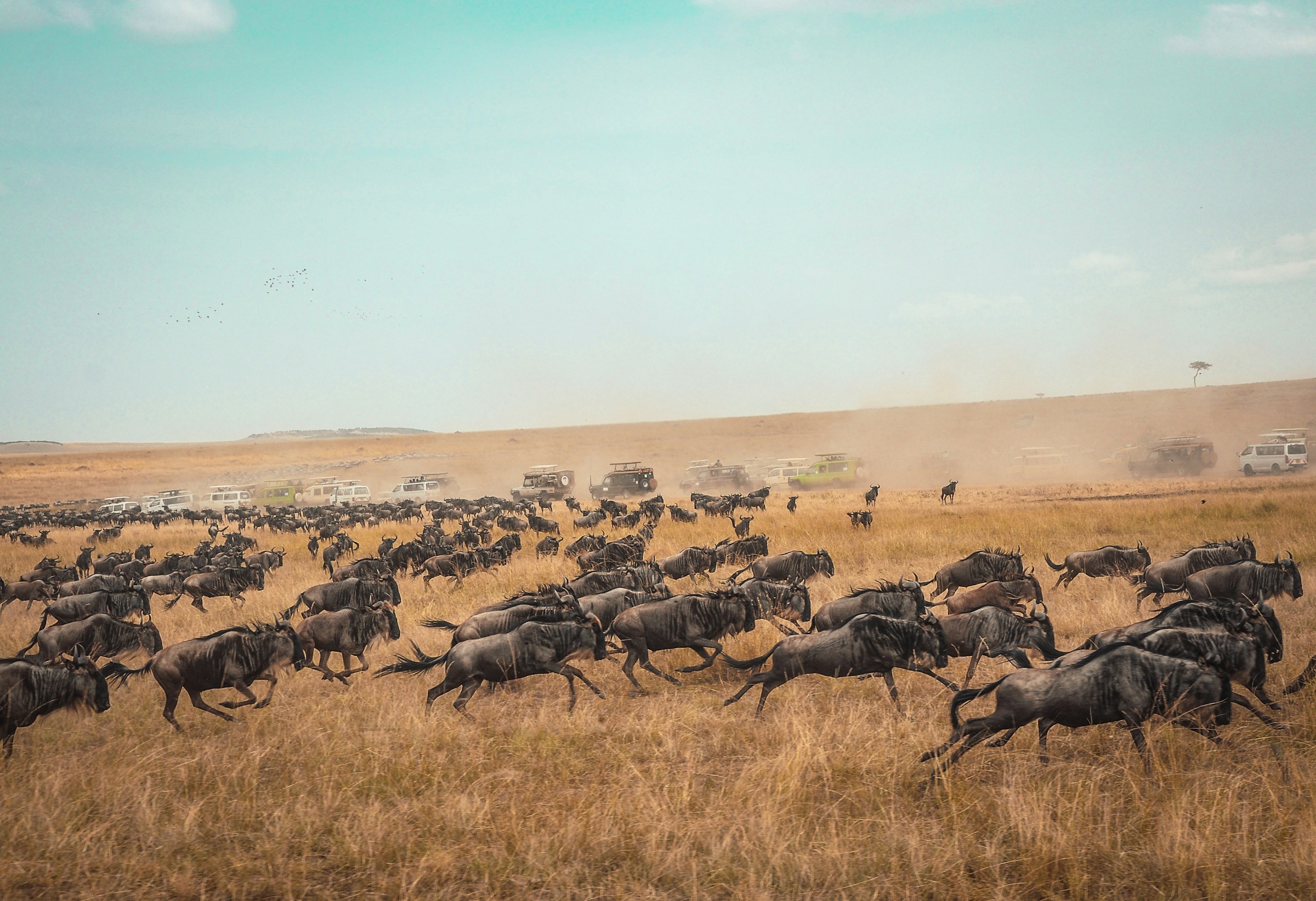 Tanzania Wildlife Safari | HT Agency Tours