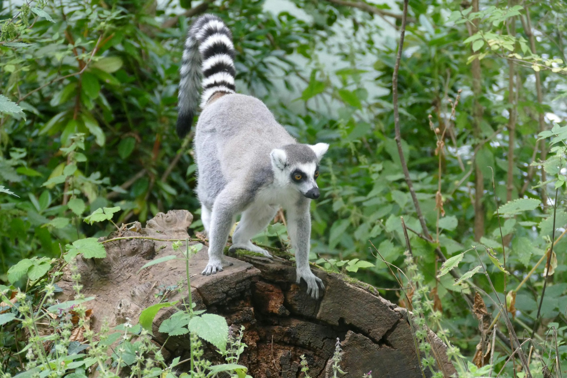 Madagascar Wildlife Tours & Safari