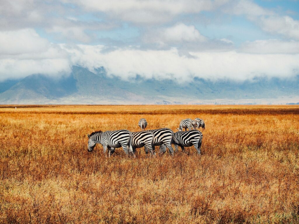 Ngorongoro Crater | HT Agency Tours
