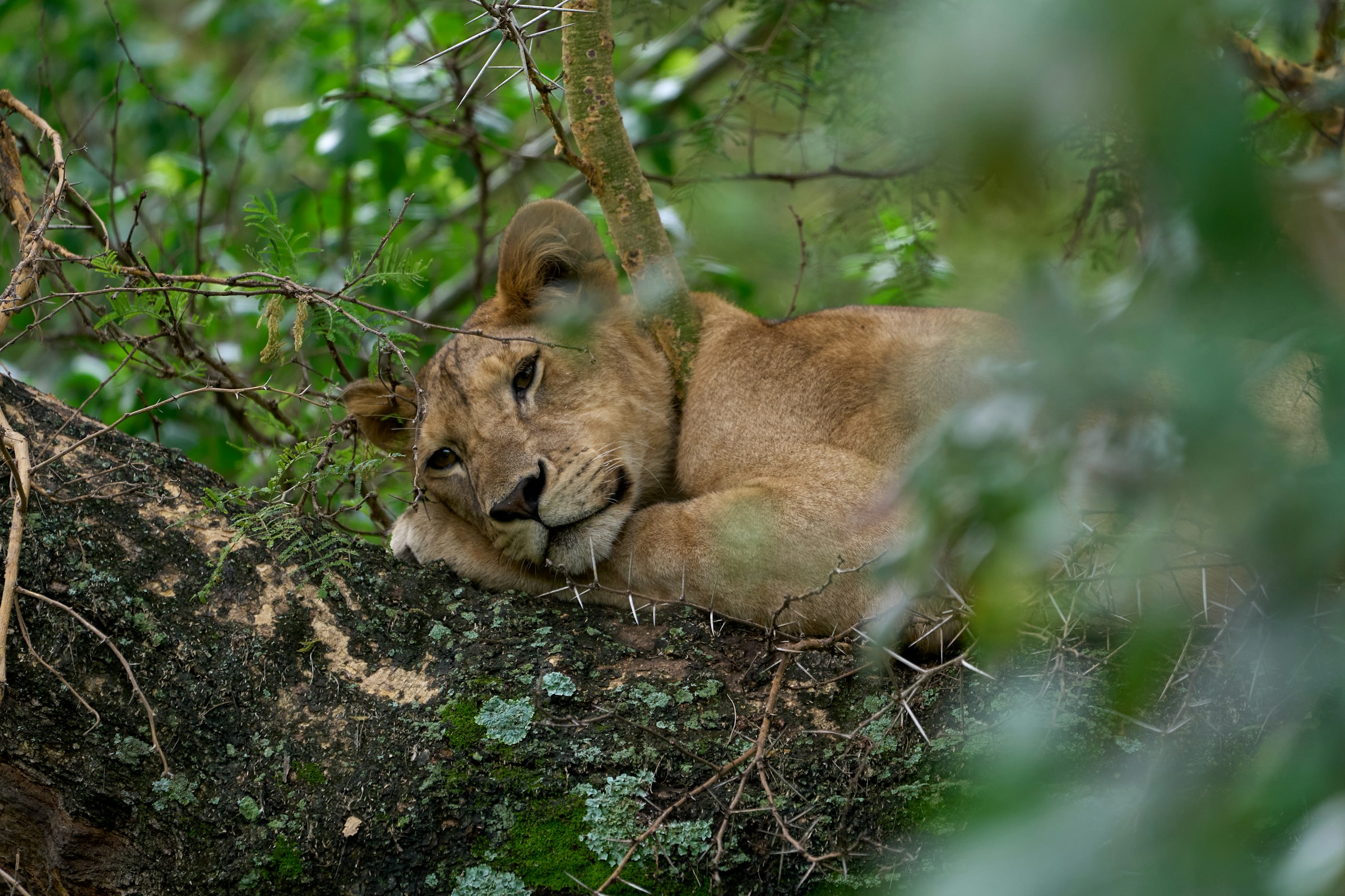 Tanzania-tree-climbing-lions