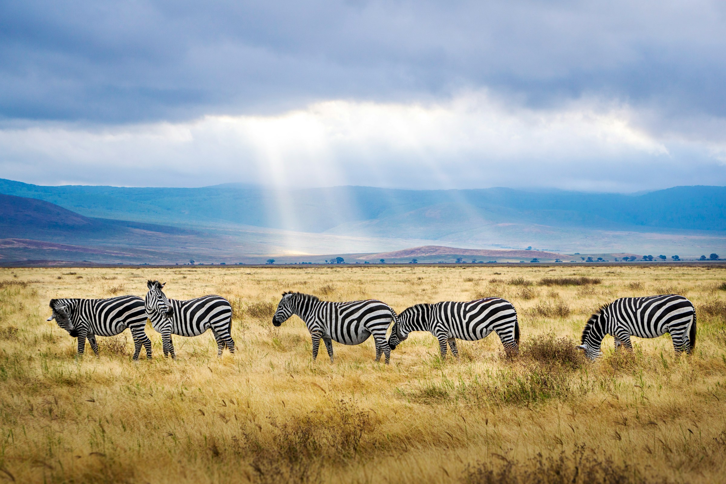 What to Expect For Your Tanzania Wildlife Safari