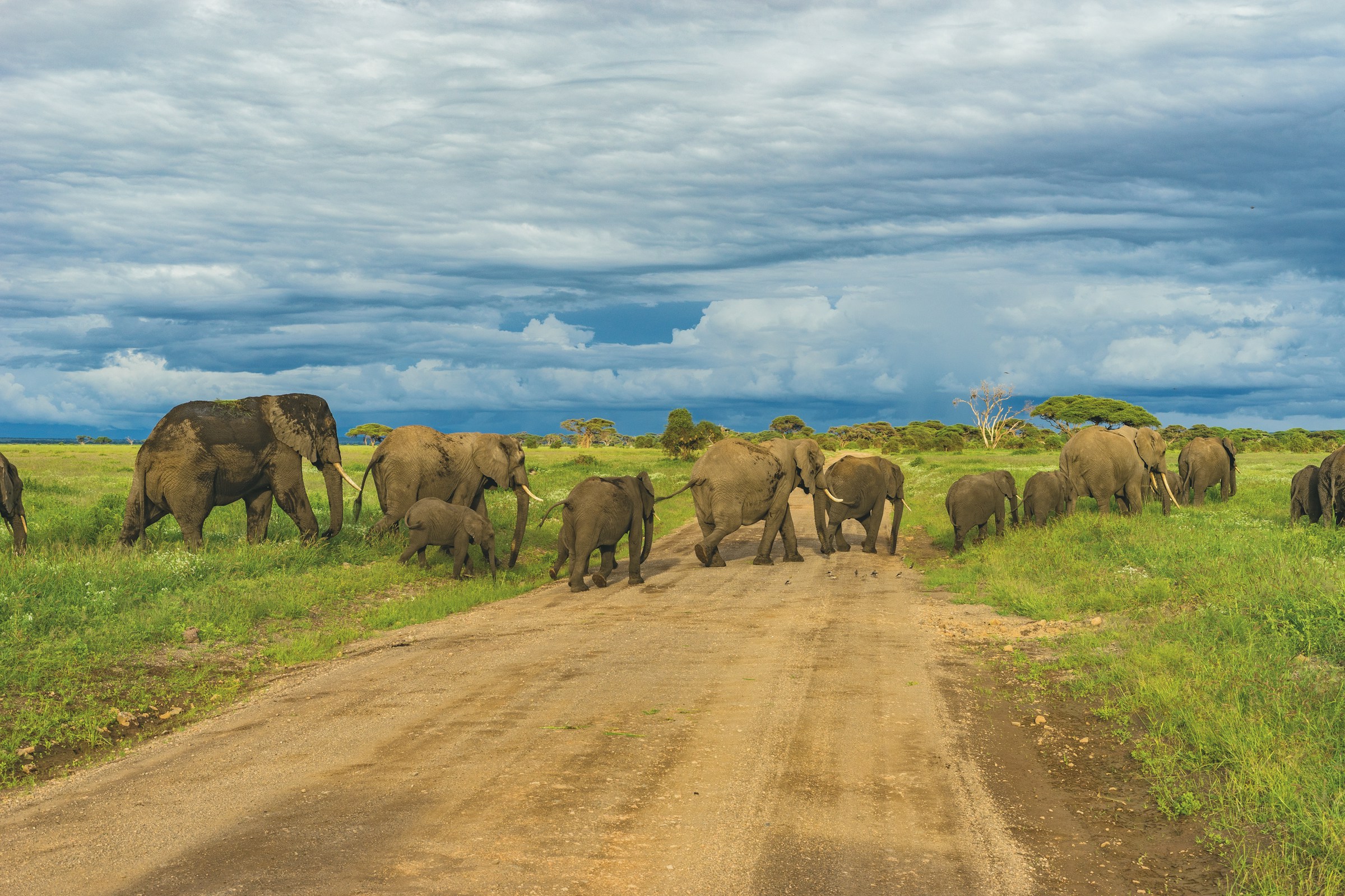 Why choose Tanzania for your wildlife safari