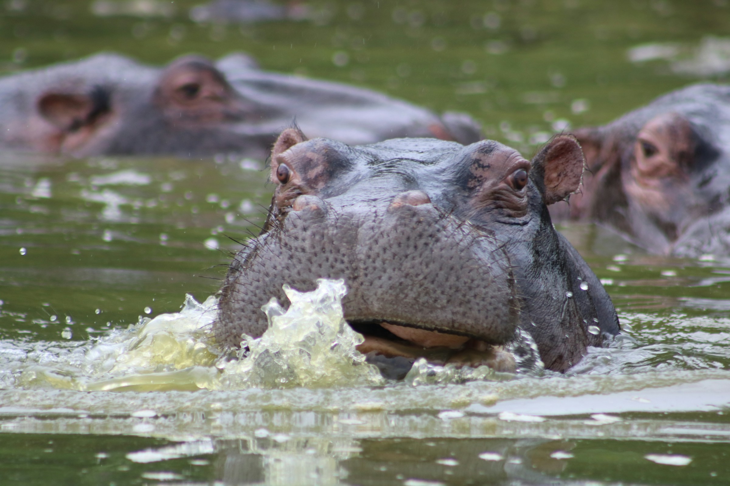 densest hippo population