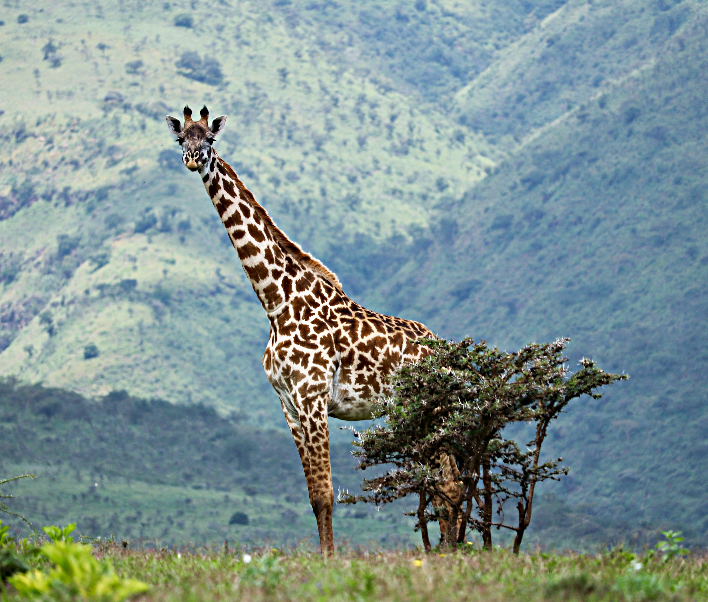 tanzania wildlife safari in Tanzania