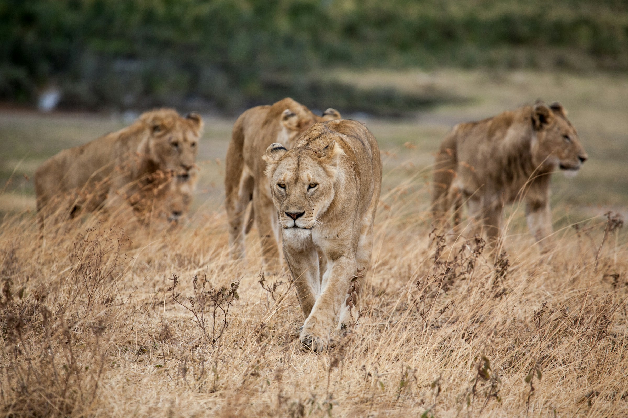 Big five safari in Tanzania