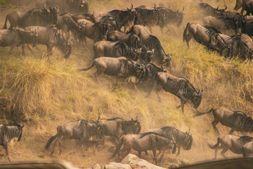 Tanzania Great Migration Safari