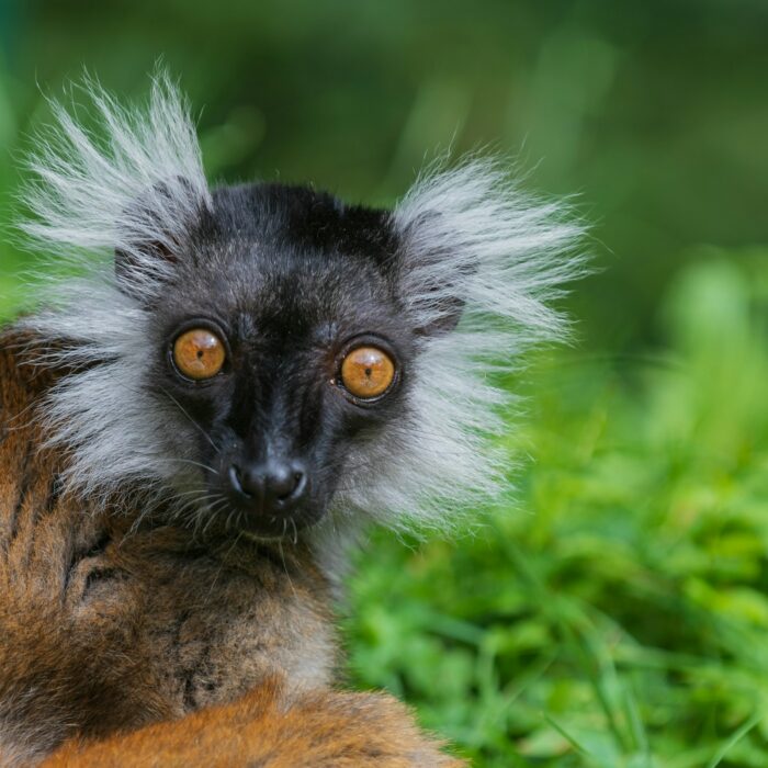 Lemurs Madagascar for seniors