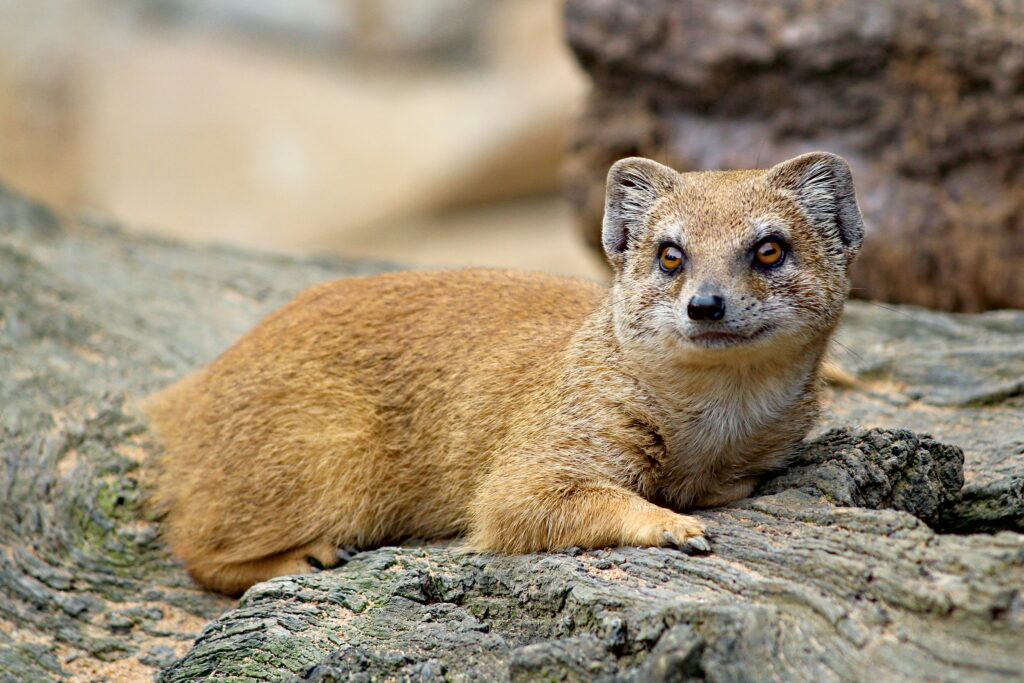 Madagascar Wildlife Safari Tours 1 1024x683