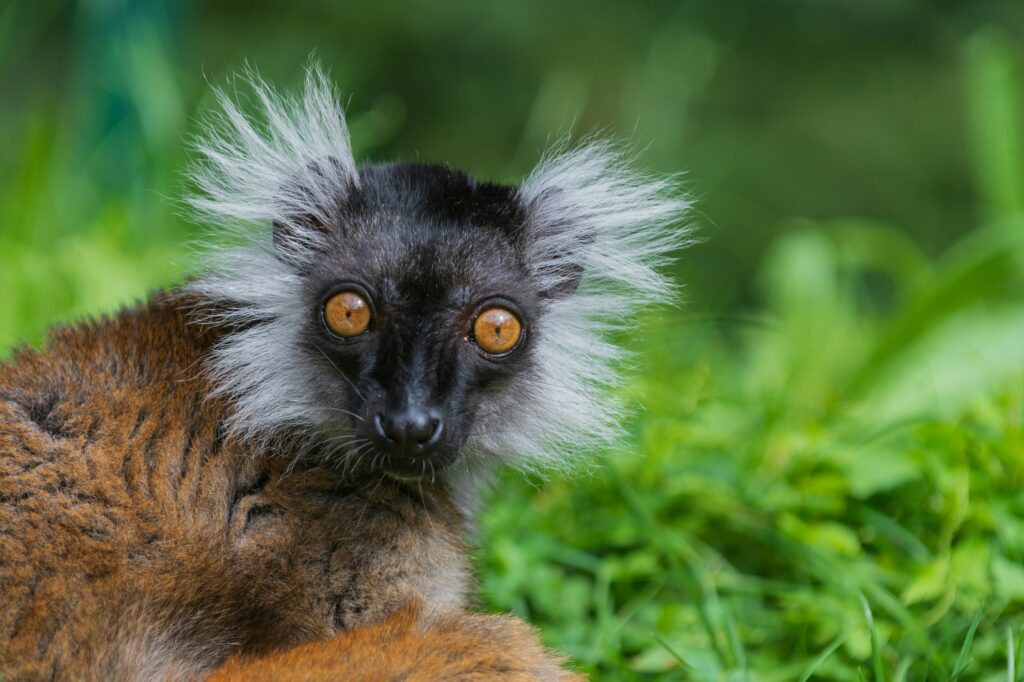 Madagascar Wildlife Safari Tours 2 1024x682