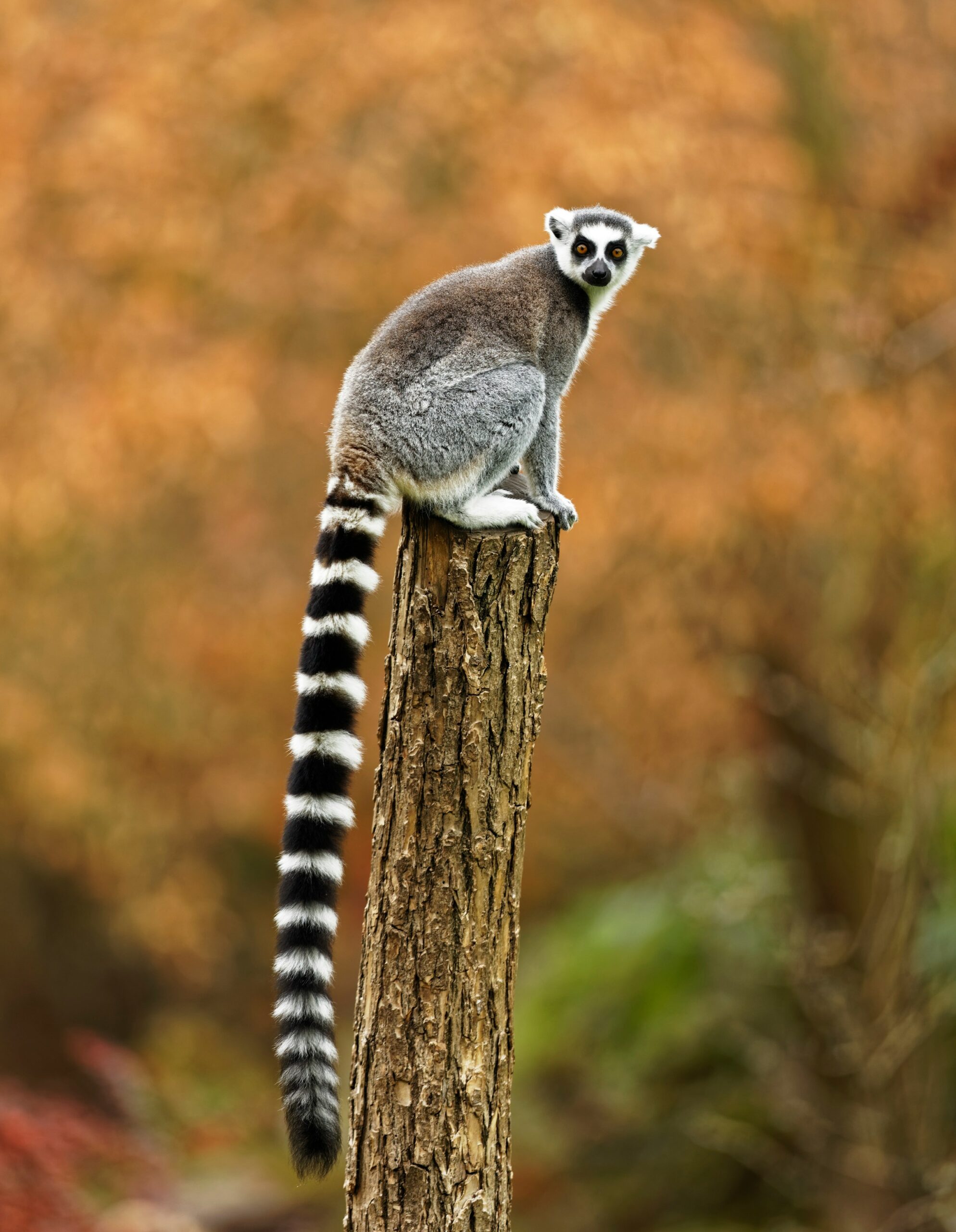 Wildlife 1 Scaled