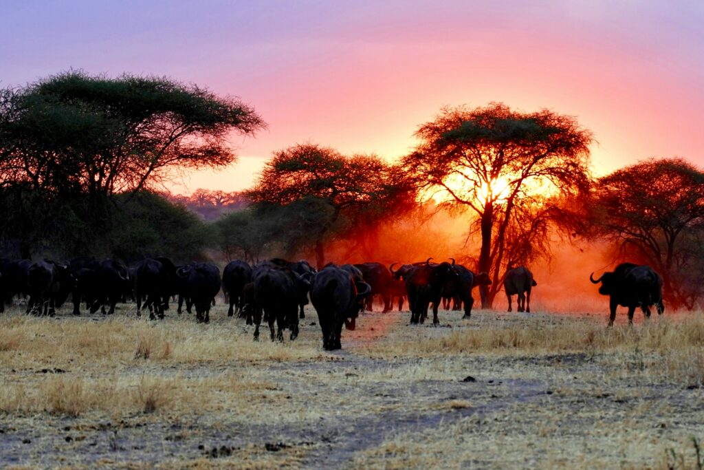 Serengeti Great Migration in Tanzania