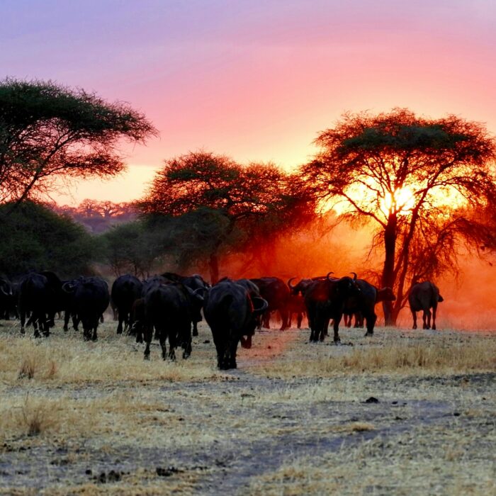 Serengeti Great Migration in Tanzania