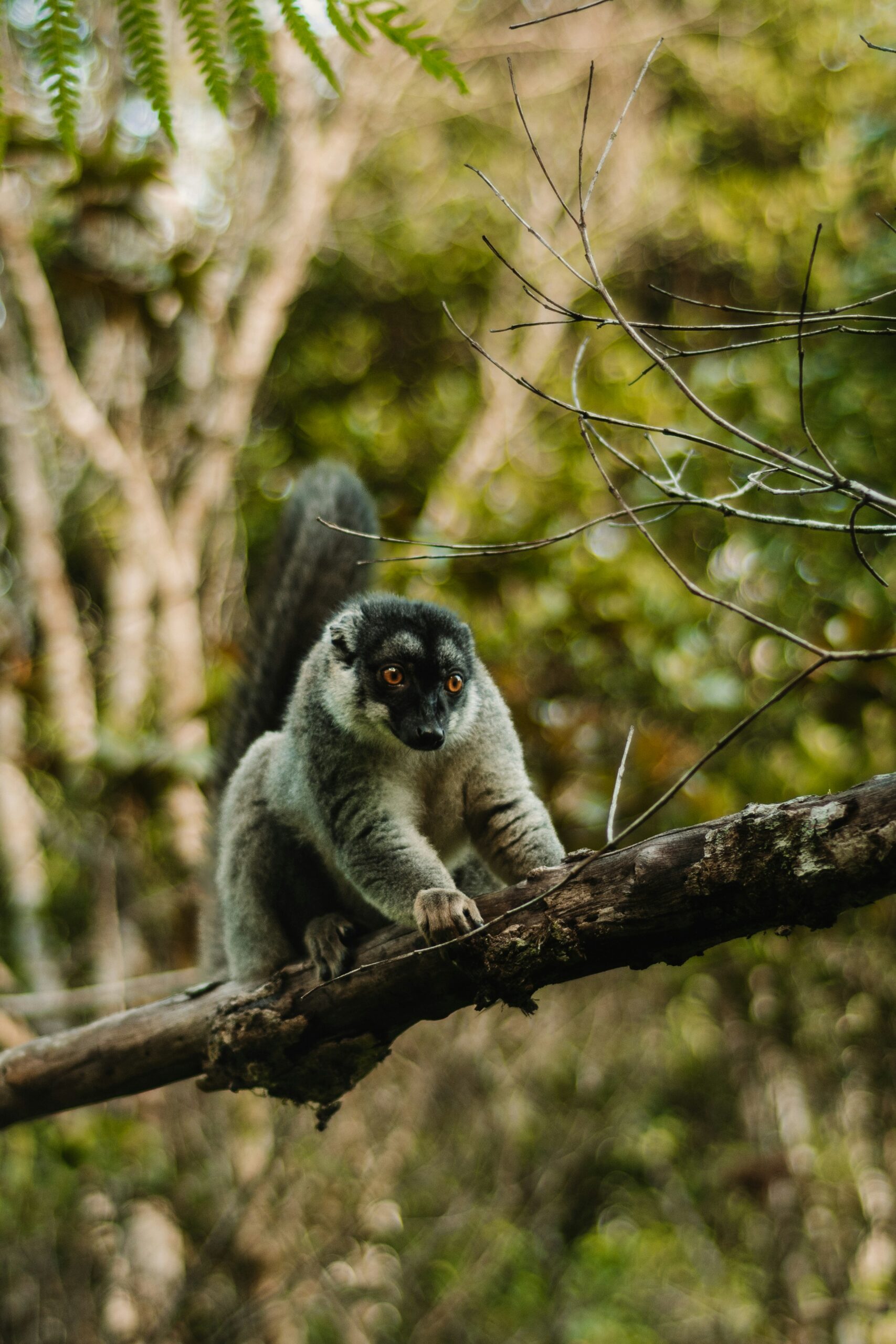 Lemur in Andasibe Mantadia rainforest, Madagascar