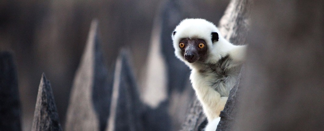 Madagascar Flying Safari | Tour on Helicopter & Private Charter plane