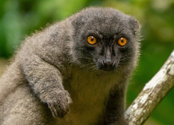 Group Tours | 17 Days Madagascar in Depth