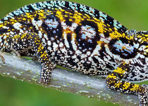 Madagascar Wildlife Safari Tour