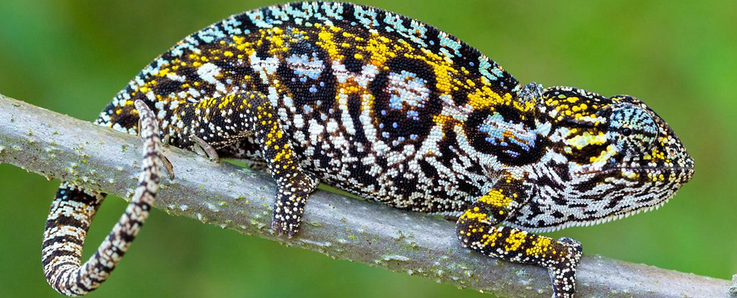 Madagascar Wildlife Safari Tour