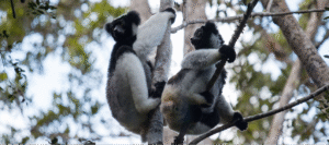 DAY 2 – FLY FROM ANDASIBE TO ANTANANARIVO