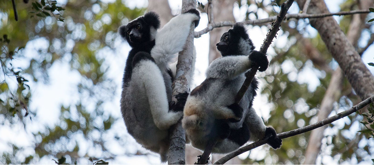 madagascar luxury flying safari