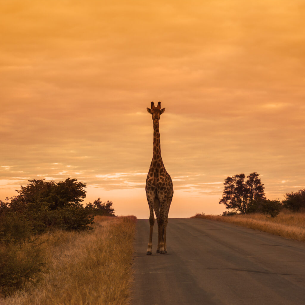 South Africa Private Group Tour | Private Luxury Travel Guide