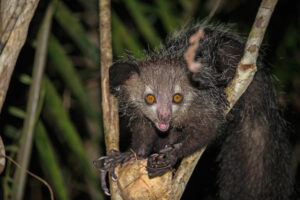 Aye-Aye-Palmarium-Ankaninny-nofy-scaled
