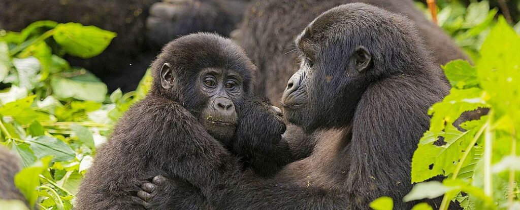 3 days bwindi impenetrable forest national park tour packages