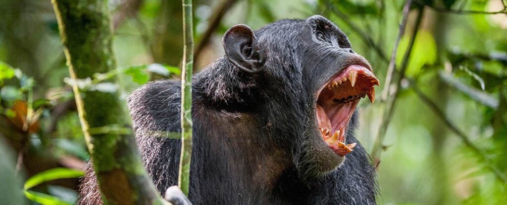 14 days pearl & best of africa tour packages – Small group tour departure 2024