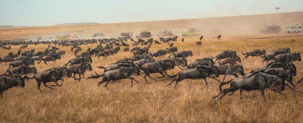 Tanzania Great Migration Safari