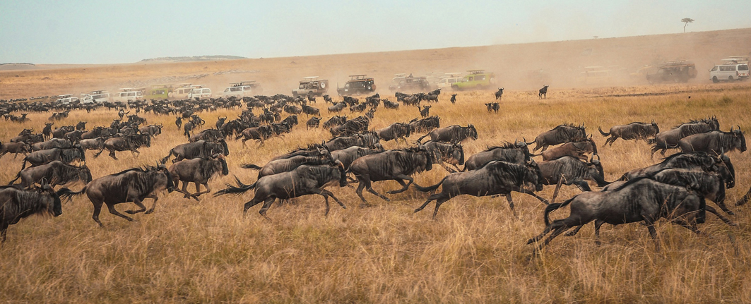 Tanzania Great Migration Safari