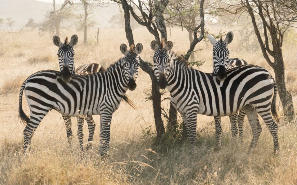 Kenya & Tanzania Safari tours packages