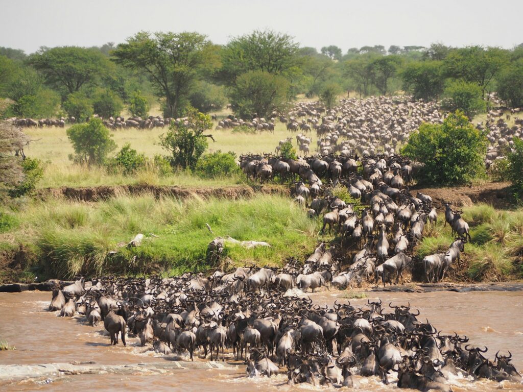 Great Migration Luxury Safari