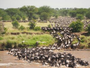 Great Migration Safari