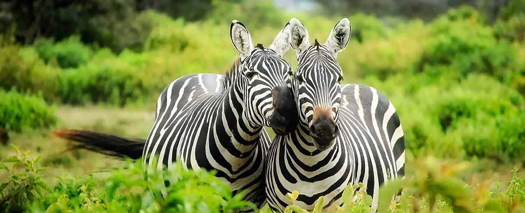 4 days highlights of gorilla and lake mburo safari tour packages