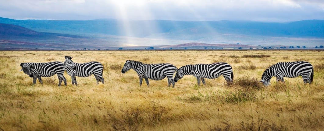 Kenya & Tanzania Safari tours packages