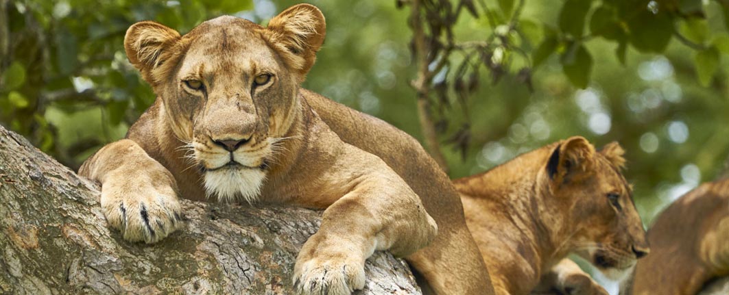 10 days hiking and wildlife experience