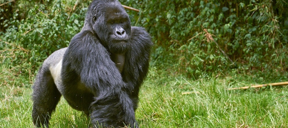 Luxury Uganda Safaris Tours