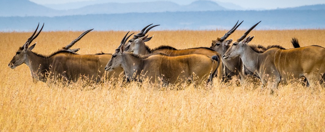 Wildlife safari world tour & travel by a private jet