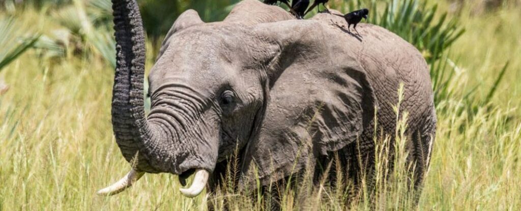 3 days murchison falls national park tour packages