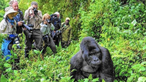 Luxury Uganda Safari Gorilla