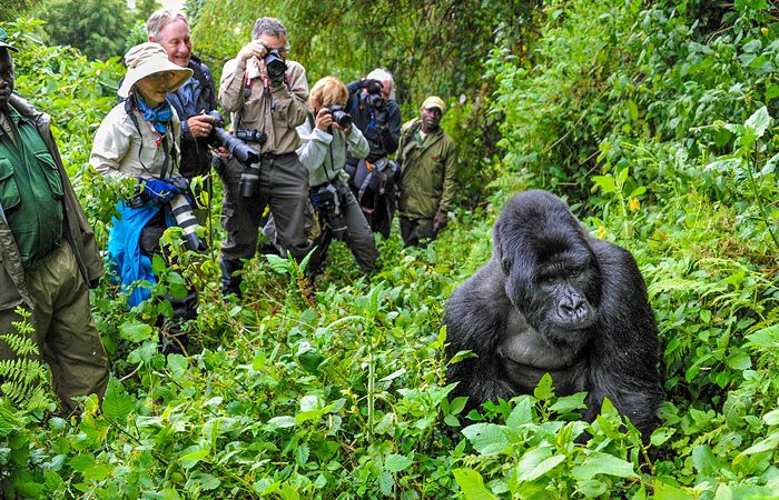 5 days gorilla tracking and wildlife safari tour packages