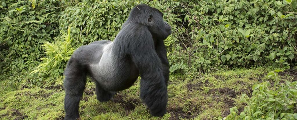 5 days gorilla tracking and white water rafting adventure tour packages