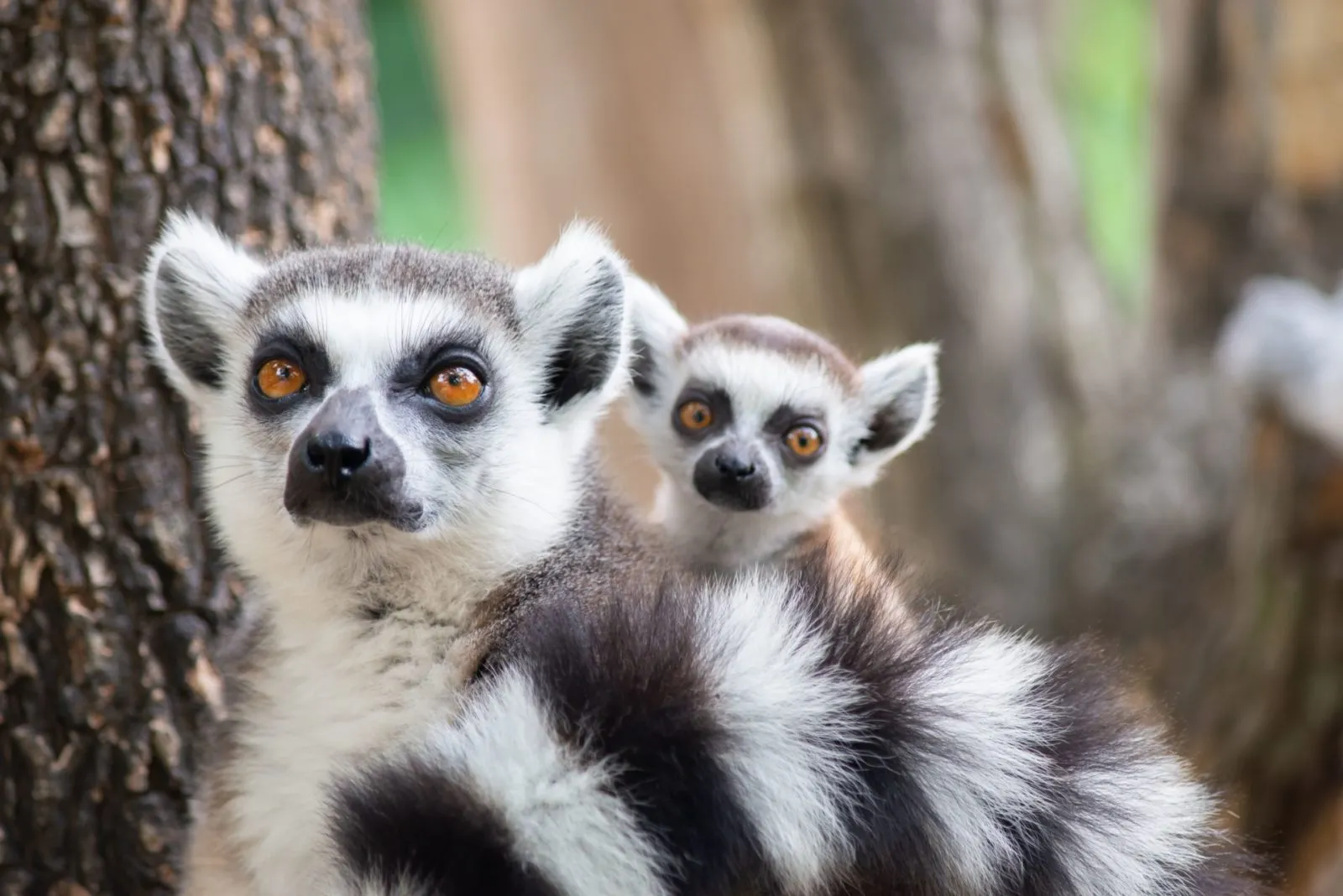 East – South – North of Madagascar tours packages