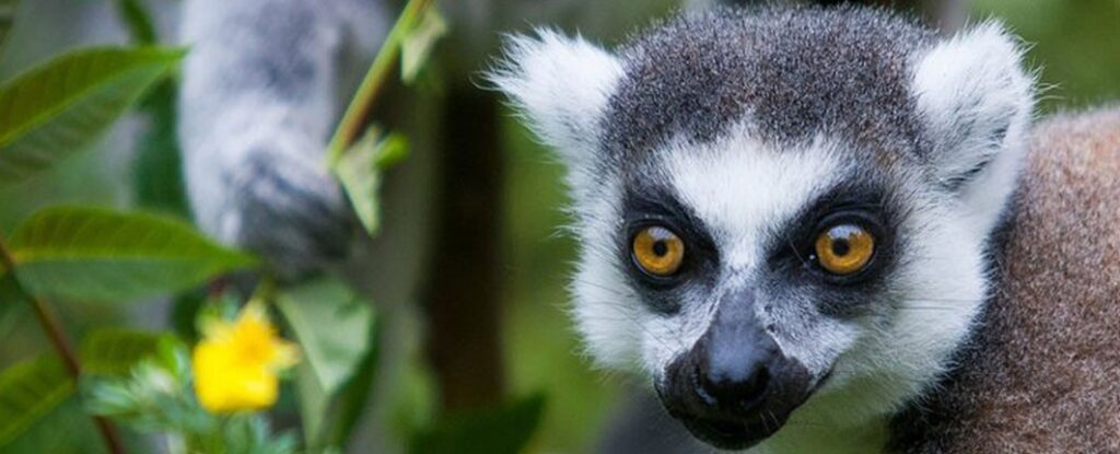 Great Madagascar highlight tours package