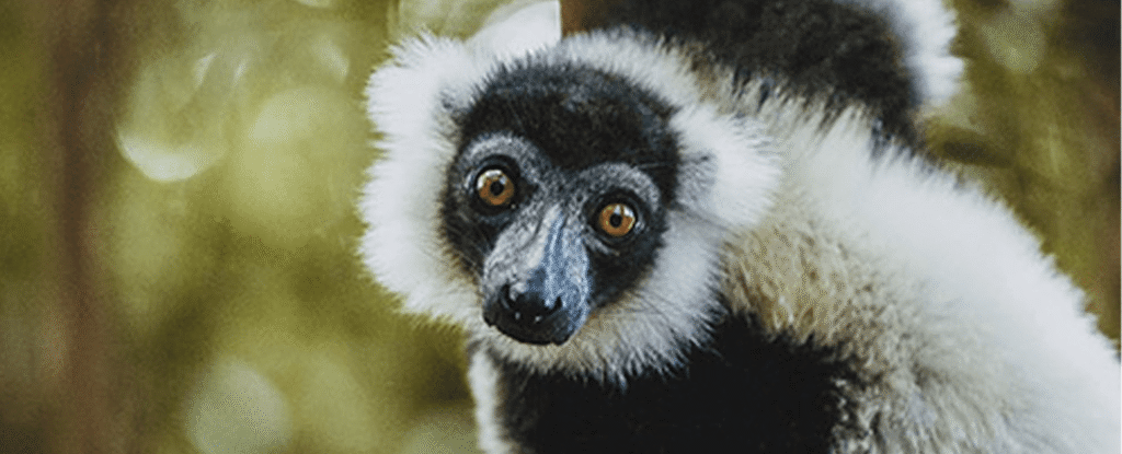 15 days Madagascar group tour 2026