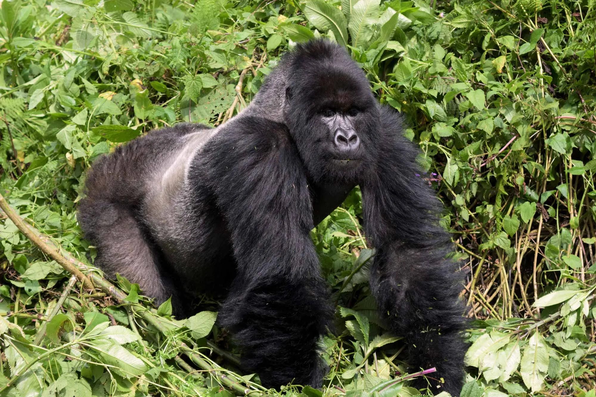 Luxury Uganda Safaris Tours