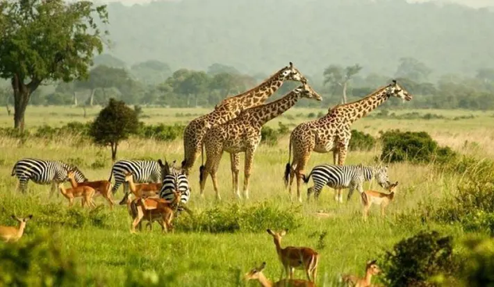 Luxury Uganda Safaris Tours