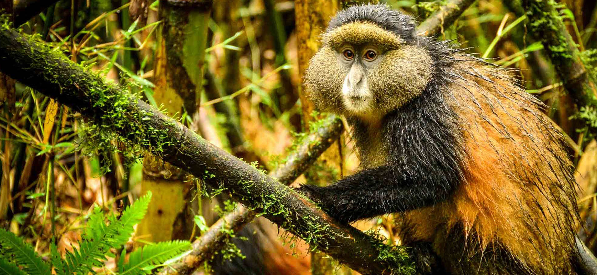 Luxury Uganda Safaris Tours